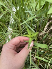 Alternanthera philoxeroides