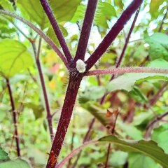 Phenacoccus peruvianus