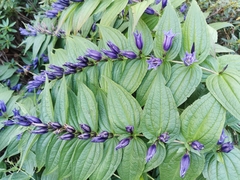 Gentiana asclepiadea