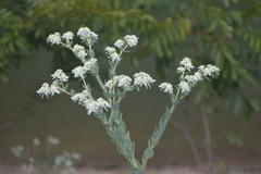 Euphorbia marginata