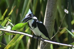 Chloroceryle amazona