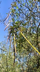 Dolichandra unguis-cati