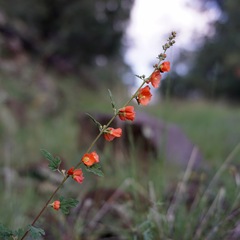 Sphaeralcea fendleri