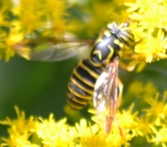 Spilomyia longicornis