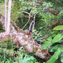 Sciurus variegatoides