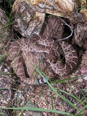 Crotalus atrox