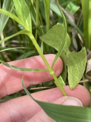 Alternanthera philoxeroides