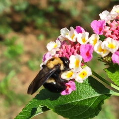 Xylocopa virginica