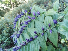 Gentiana asclepiadea