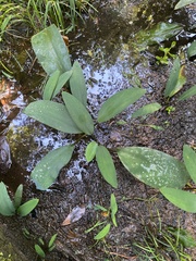 Orontium aquaticum