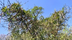 Dolichandra unguis-cati