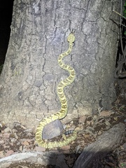 Crotalus molossus molossus