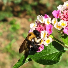 Xylocopa virginica
