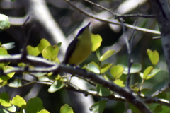 Todirostrum cinereum