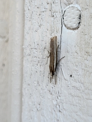 Agriphila tristella