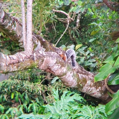Sciurus variegatoides