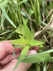 Alternanthera philoxeroides