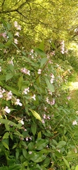 Impatiens glandulifera