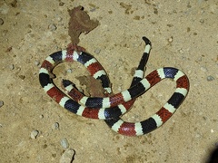 Micruroides euryxanthus