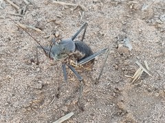 Acanthoplus