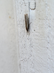 Agriphila tristella