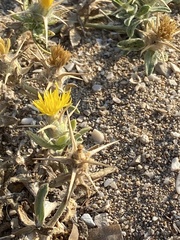 Centaurea solstitialis