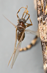 Lasius
