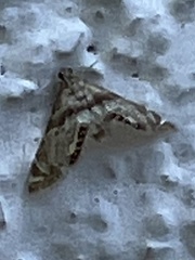 Petrophila fulicalis