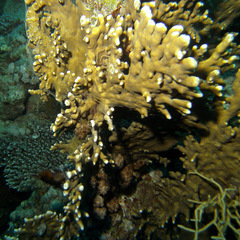 Millepora dichotoma