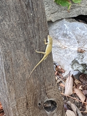 Anolis carolinensis