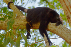 Alouatta pigra