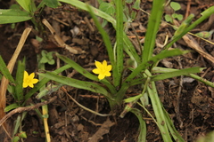 Hypoxis mexicana