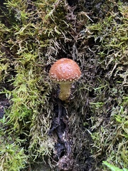 Fungi