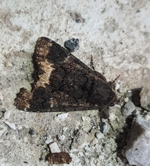 Catephia alchymista