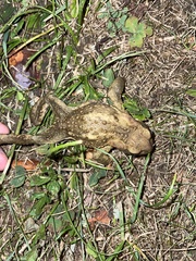 Bufo