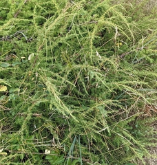 Artemisia campestris