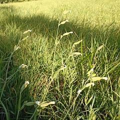 Silene latifolia alba