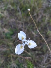 Moraea