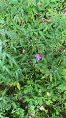 Desmodium paniculatum