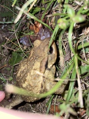 Bufo