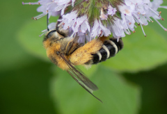 Dasypoda hirtipes