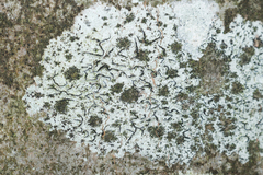 Stigmidium microspilum