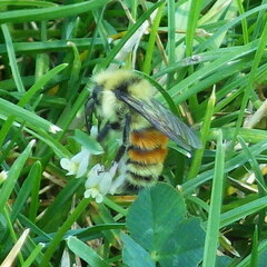 Bombus huntii