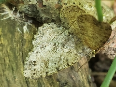 Melanolophia