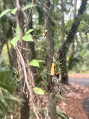 Trichonephila clavipes