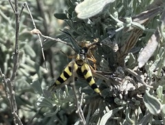 Cucujiformia