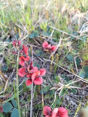 Indigofera procumbens