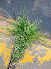 Poaceae