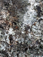 Formica rufa