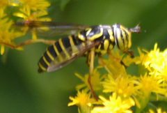 Spilomyia longicornis